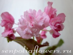 Бегония вечноцветущая Doublet Rose